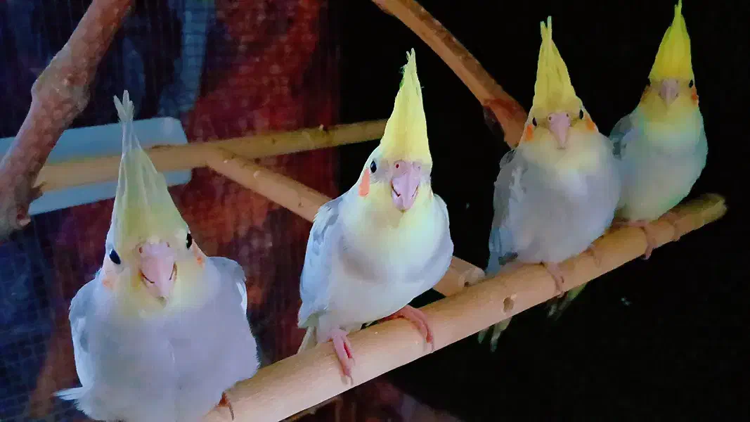 جوجه عروس هلندی ژنتیک فوق العاده|پرنده|رودهن, |دیوار