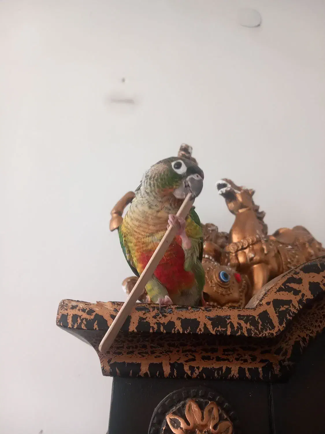 گرینچیک|پرنده|خمینی‌شهر, |دیوار