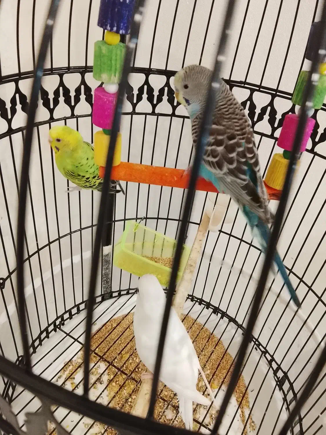 مرغ عشق همراه قفس|پرنده|تربتحیدریه, شهید قرنی|دیوار