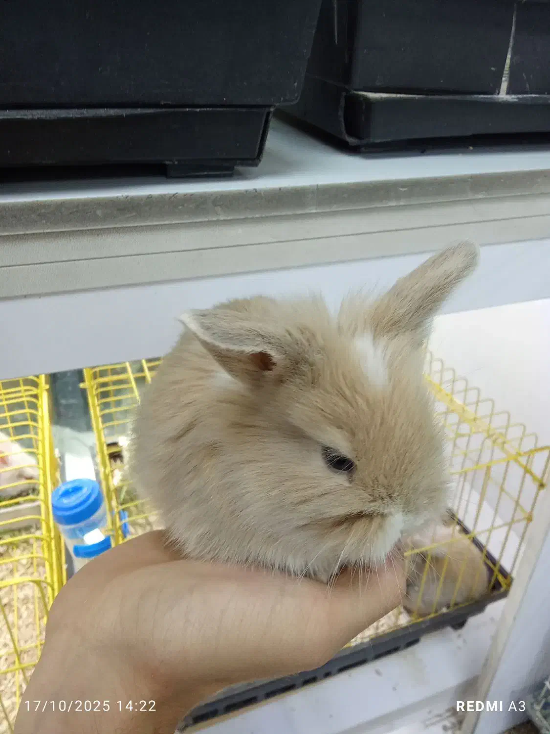 خرگوش مینیاتوری|موش و خرگوش|تهران, تهرانپارس شرقی|دیوار