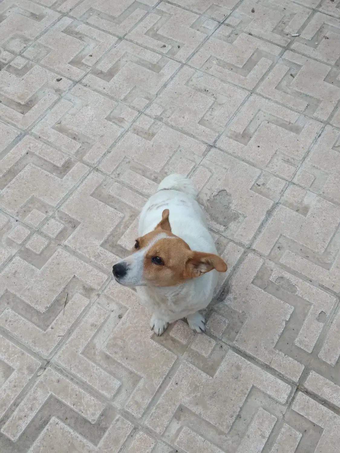 پاکوتا روباهی دوساله بسیار تیز و بازیگوش|سگ|مراغه, |دیوار