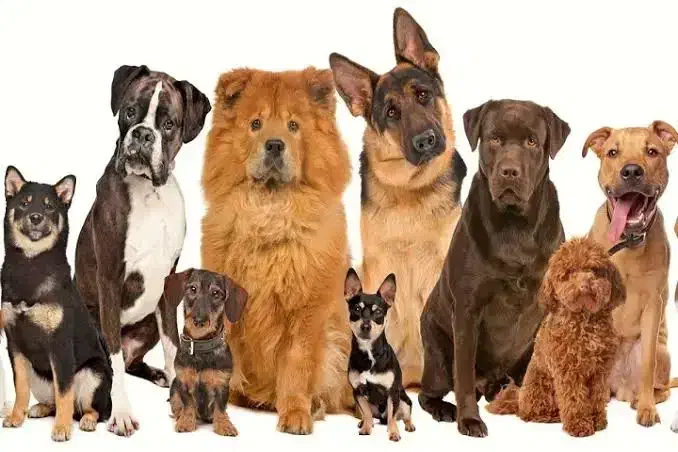 سگ خانگی پیدا شده|سگ|یزد, |دیوار