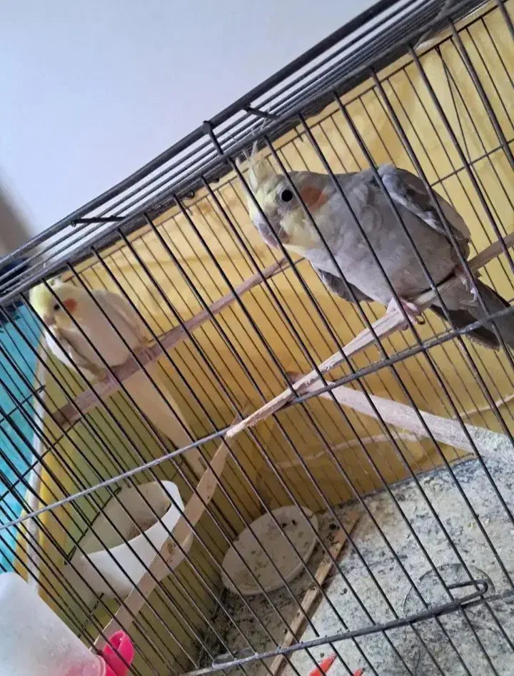 عروس هلندی|پرنده|مشهد, عبادی|دیوار