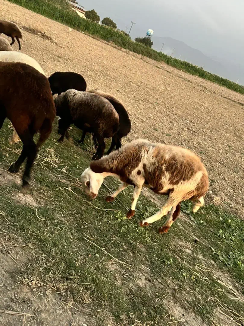 گوسفند و بره|حیوانات مزرعه|سرخنکلاته, |دیوار