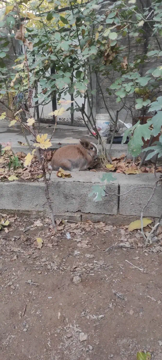 خرگوش لوپ|موش و خرگوش|میاندوآب, |دیوار