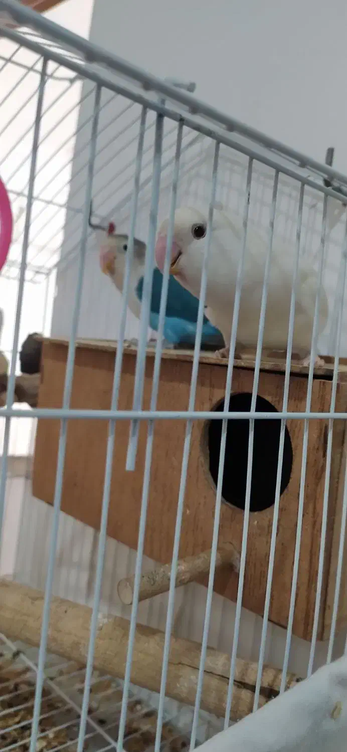 طوطی برزیلی|پرنده|مریوان, |دیوار