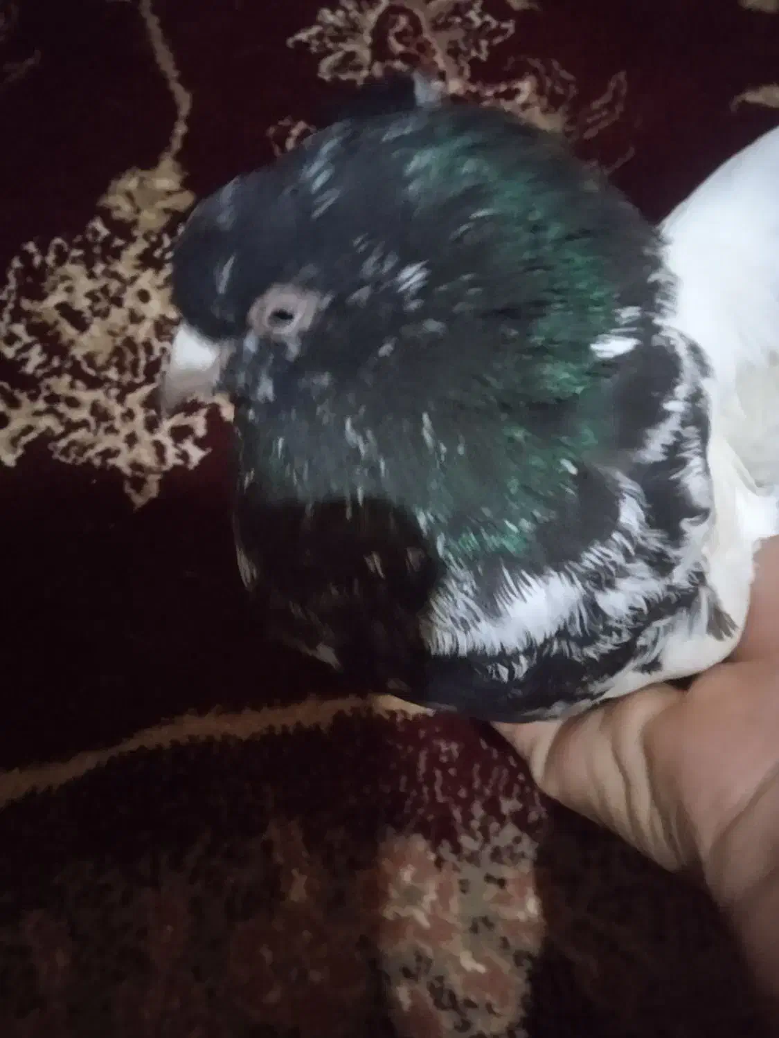 کفتر|پرنده|آباده, |دیوار