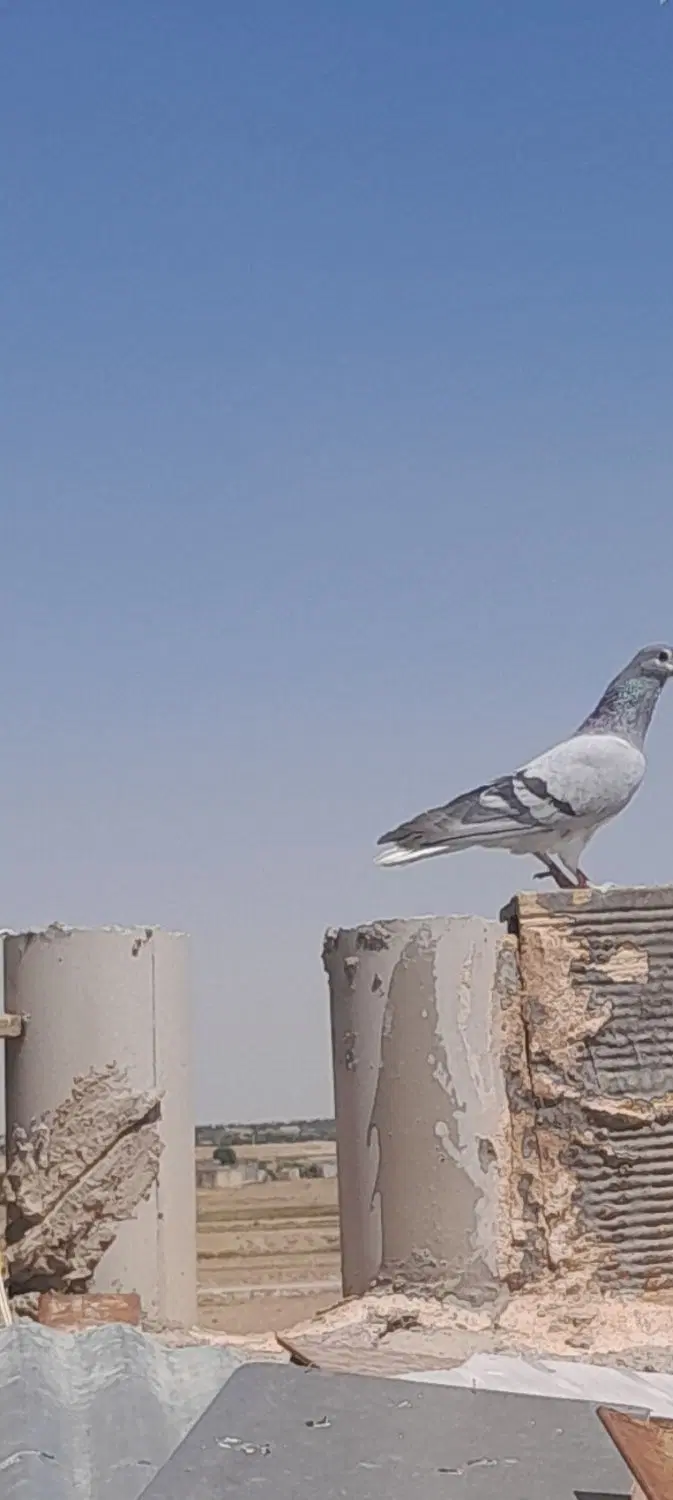 کفتر|پرنده|اصفهان, دانشگاه اصفهان|دیوار
