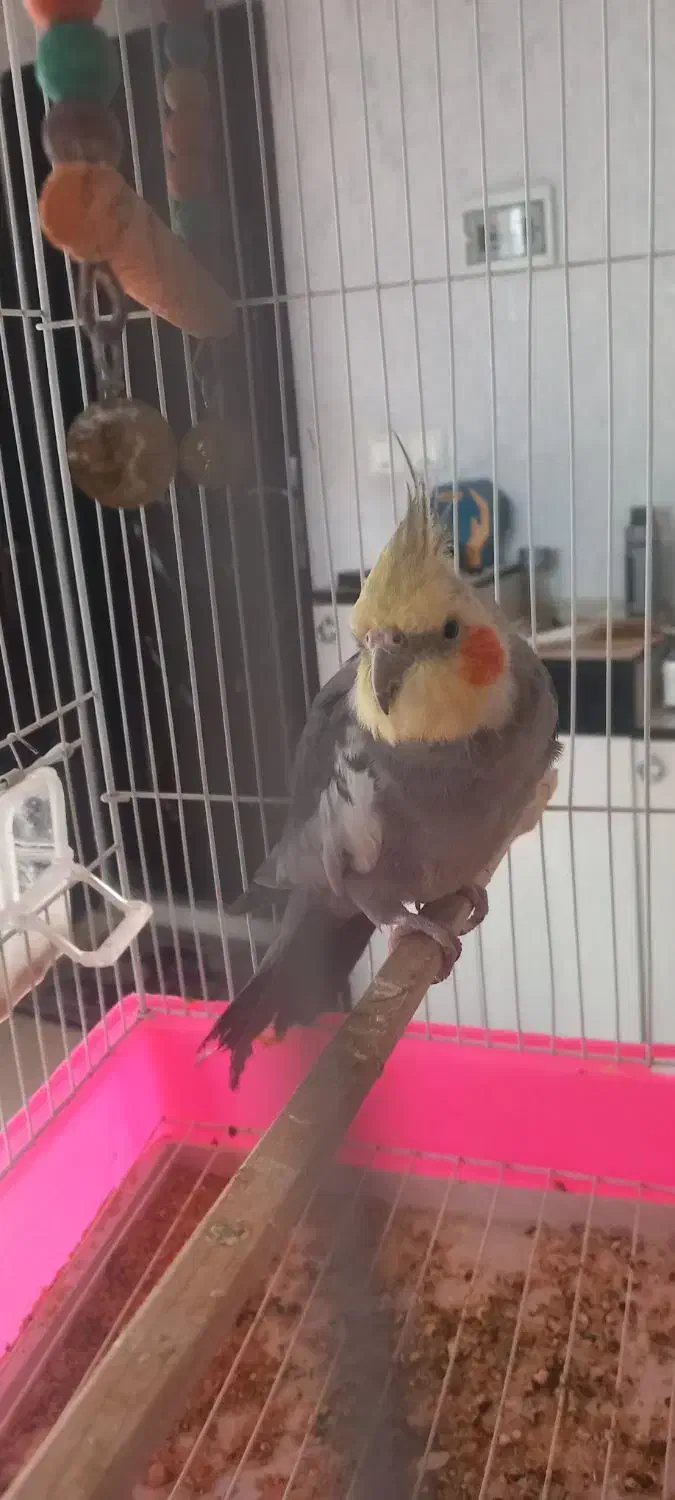 عروس هلندی|پرنده|زبرخان, |دیوار