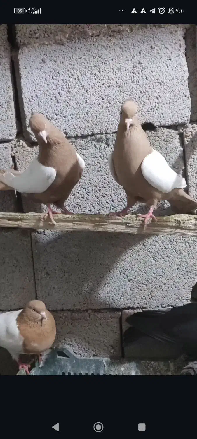 ساری کوینح|پرنده|خسروشاه, |دیوار