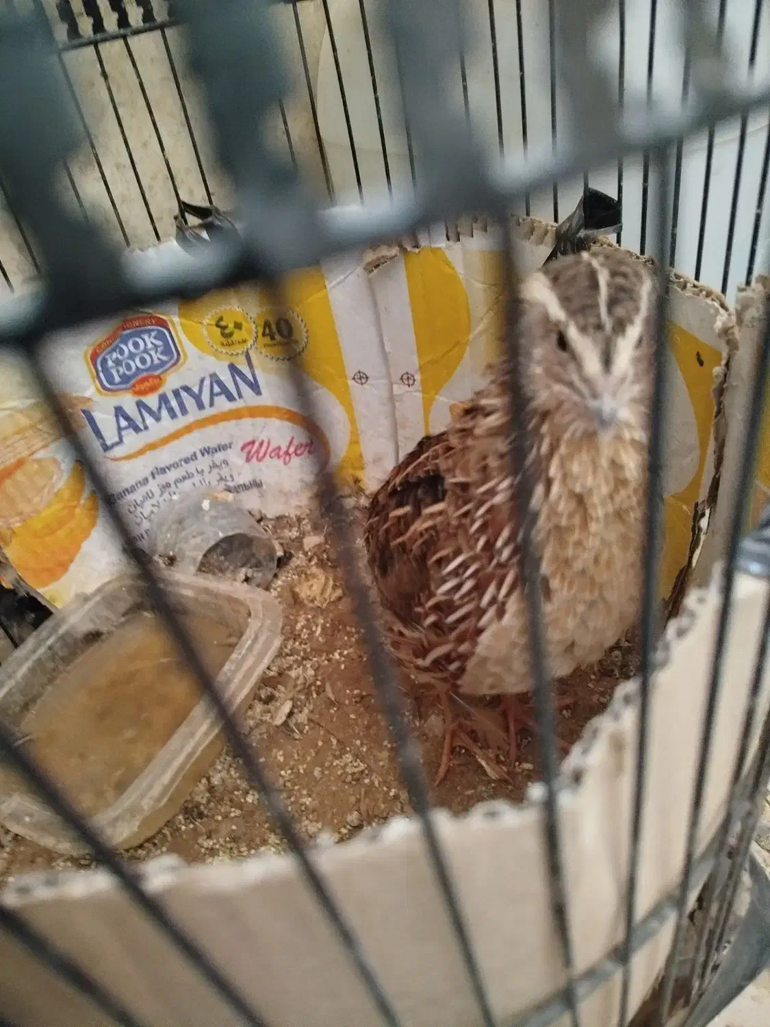 تعویض یک عدد بلدرچین|پرنده|شیراز, طلاب|دیوار