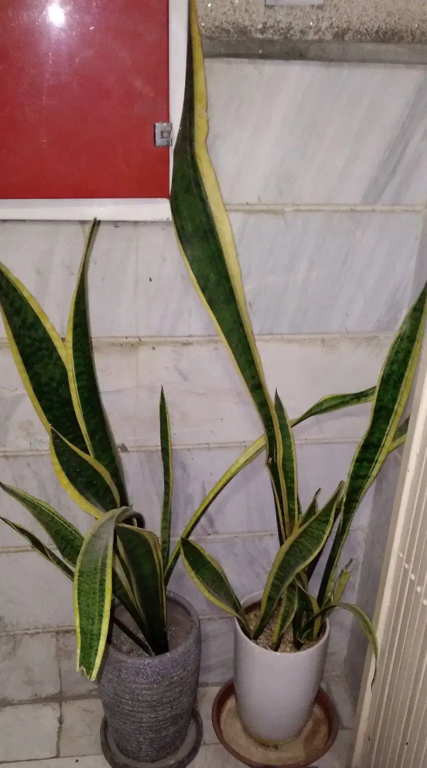 گل سانسوریا|گل و گیاه طبیعی|اسلامشهر, مظفریه|دیوار