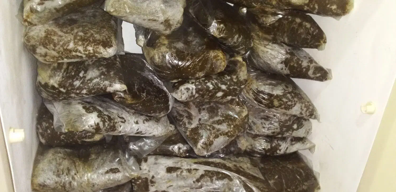 سبزی پخت  کیلوی ۱۱۰تومن ویخجال وفرزه هم۳۰تومن|خوردنی و آشامیدنی|مسجد سلیمان, |دیوار