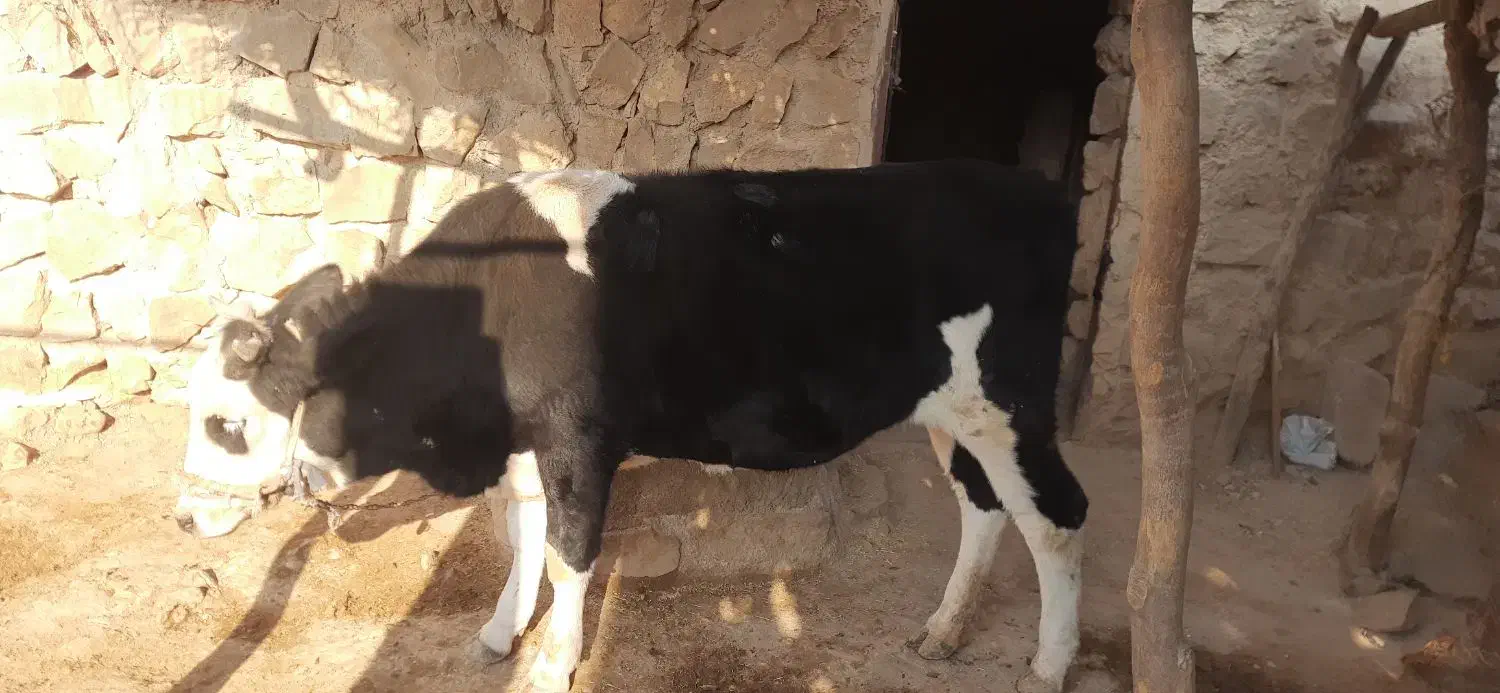 گاو ماده|حیوانات مزرعه|ایوان, |دیوار