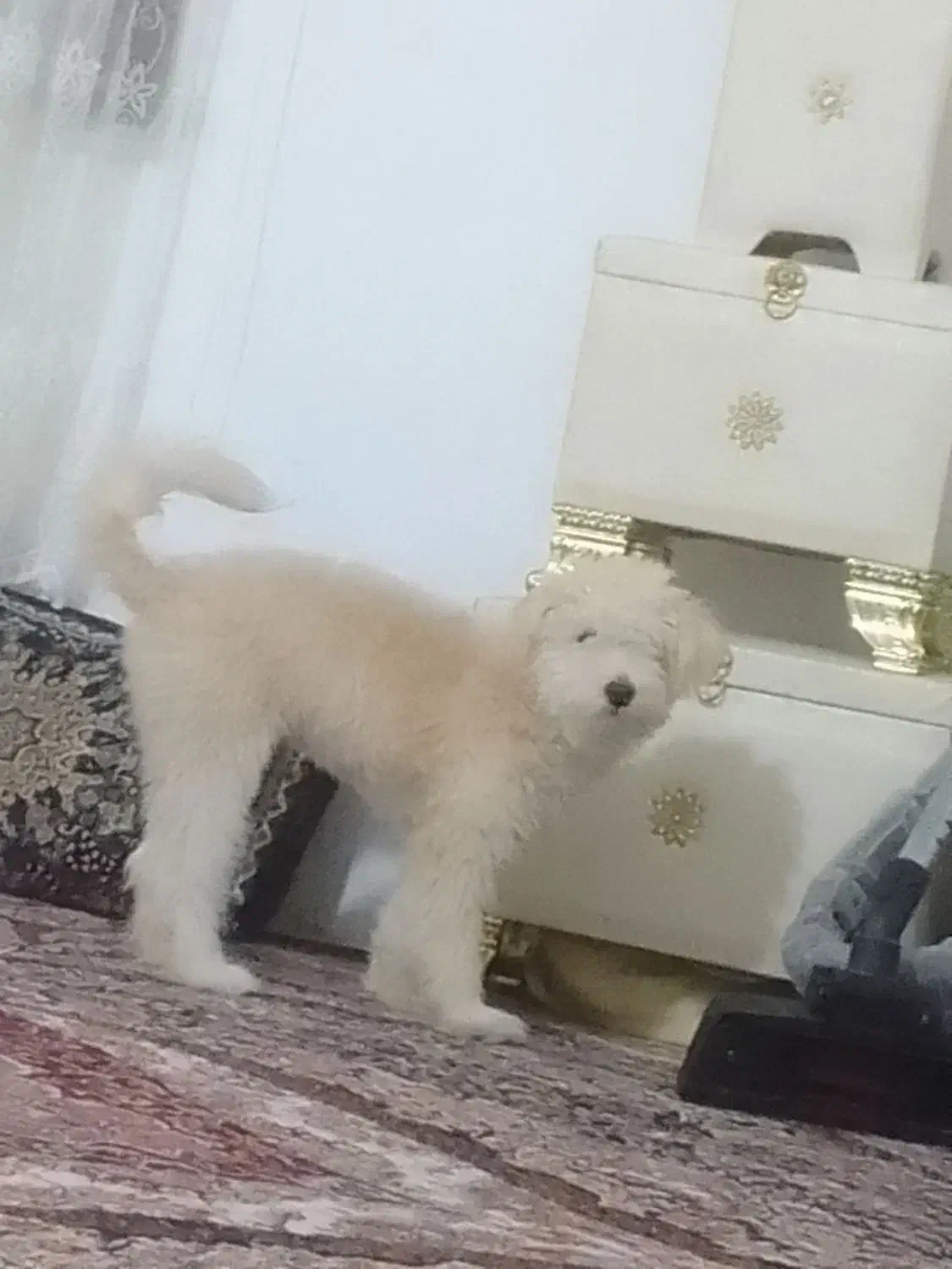 پاپی شیتزوکراس|سگ|تربتحیدریه, جانبازان|دیوار