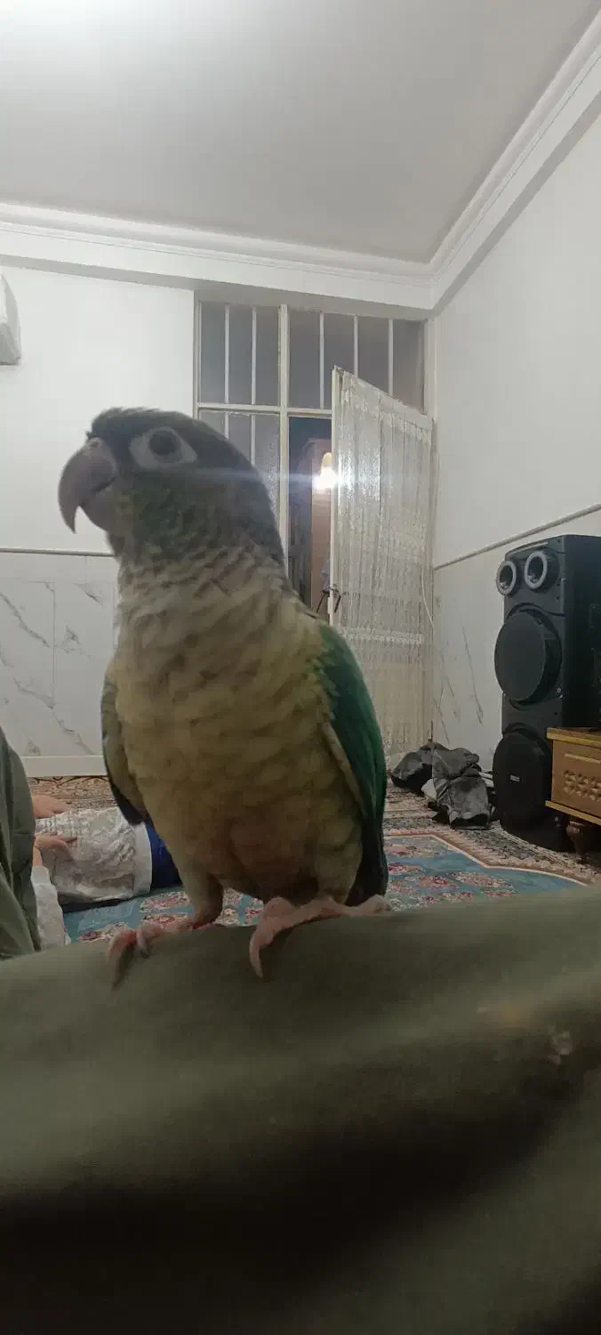 طوطی گیرینچگ|پرنده|قم, ولیعصر|دیوار