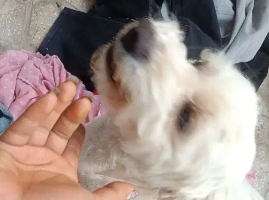 سگ ماده 1سال ونیم|سگ|یزد, |دیوار