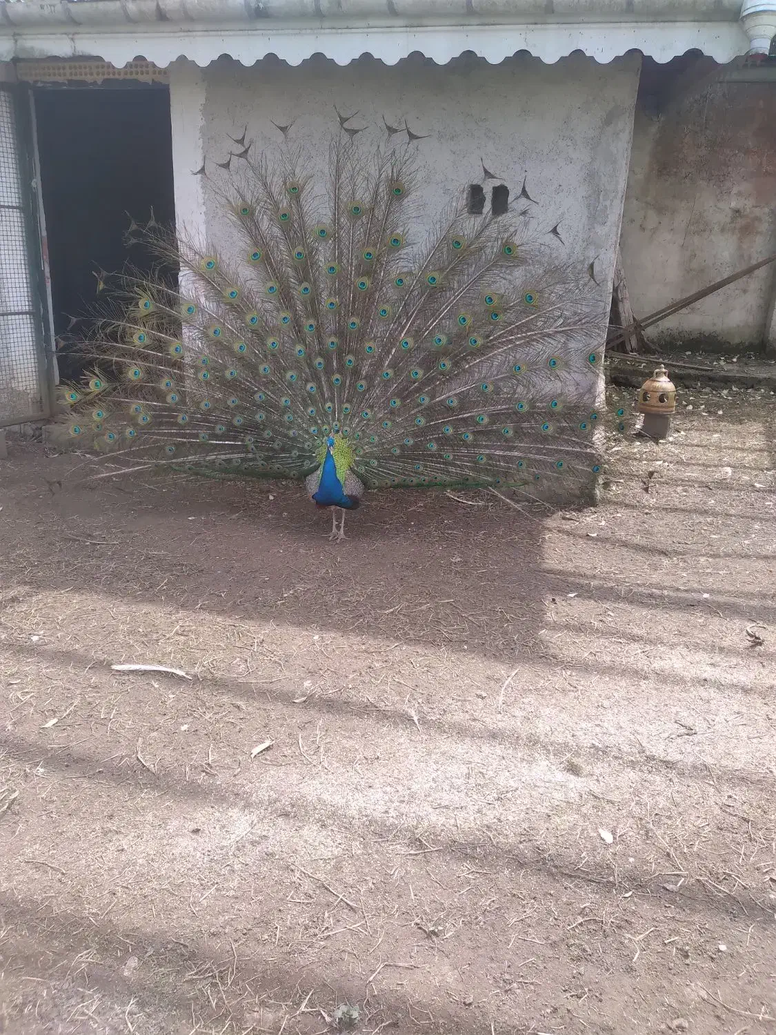 طاووس بالغ|پرنده|کلاچای, |دیوار