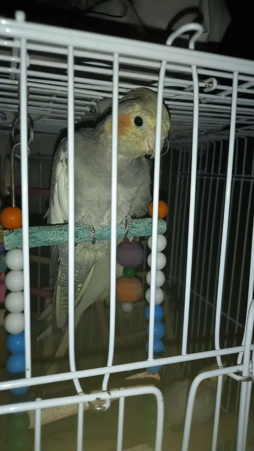 عروس هلندی|پرنده|مشهد, تربیت (صدف)|دیوار