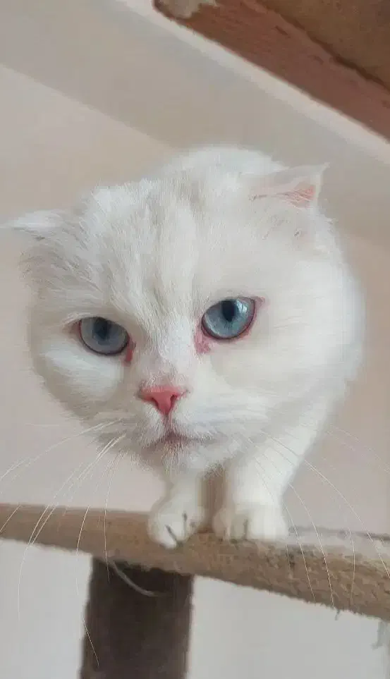 اسکاتیش|گربه|شهریار, شهریار|دیوار