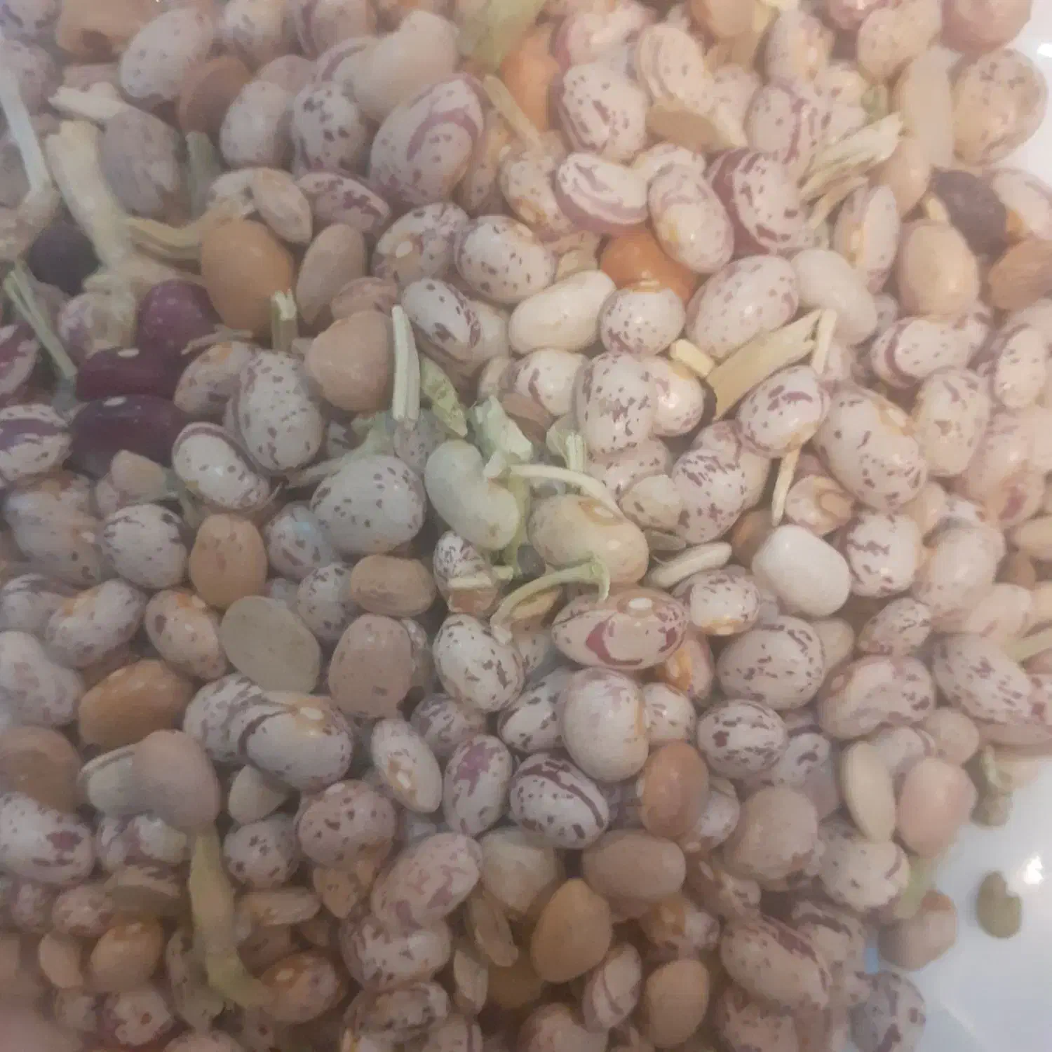 لوبیا چیتی|خوردنی و آشامیدنی|فارسان, |دیوار