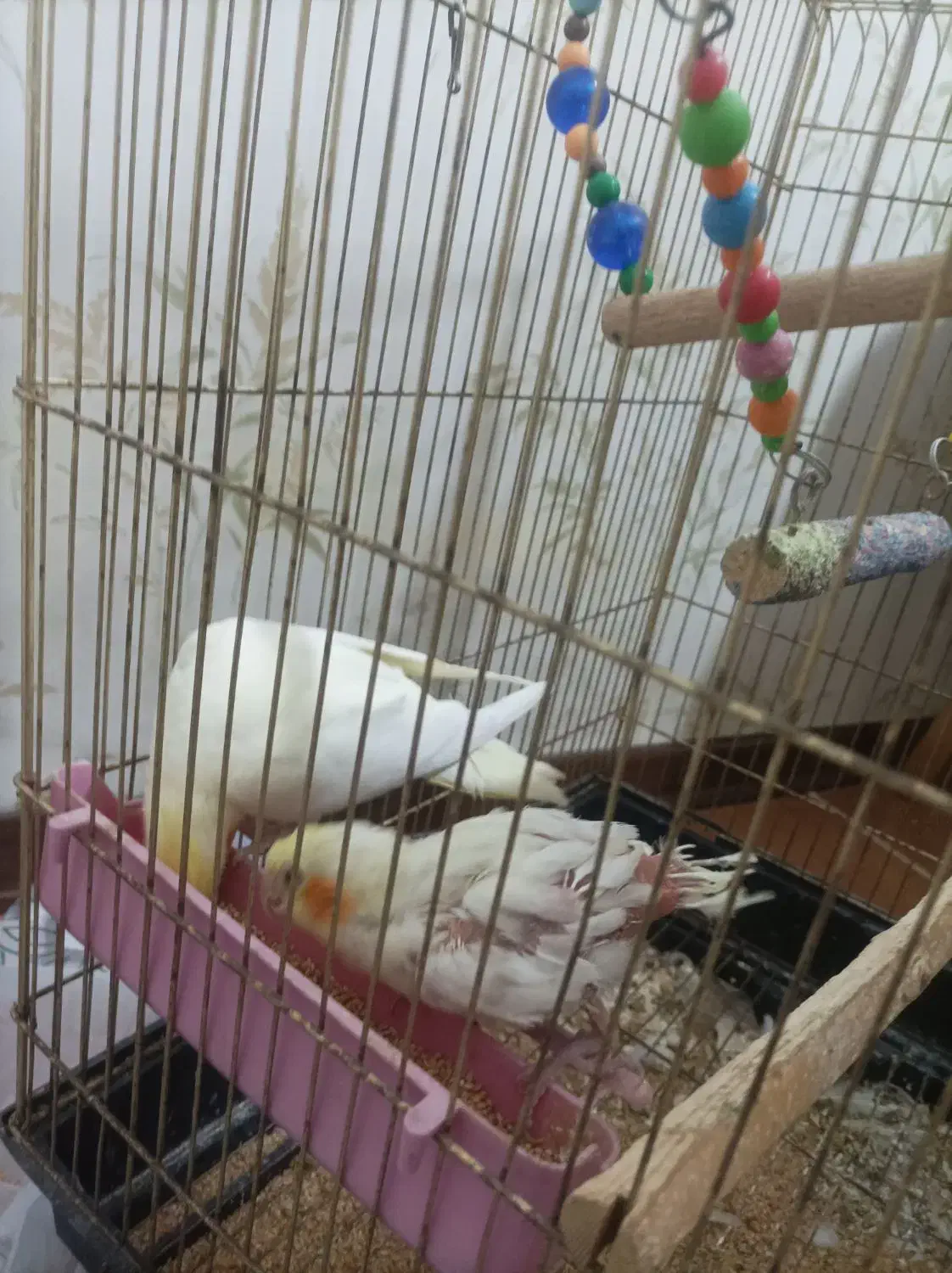 عروس هلندی باقفس|پرنده|کرج, پیشاهنگی|دیوار