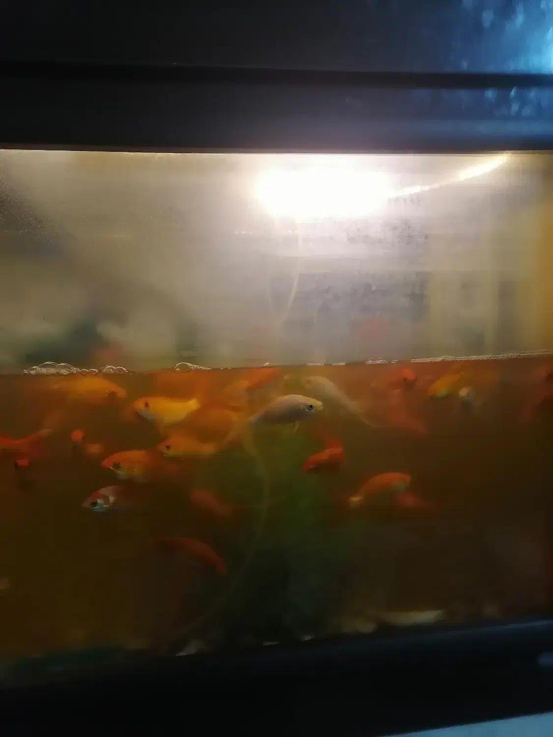 ماهی قرمز|ماهی|نجف‌آباد, شریعتی|دیوار