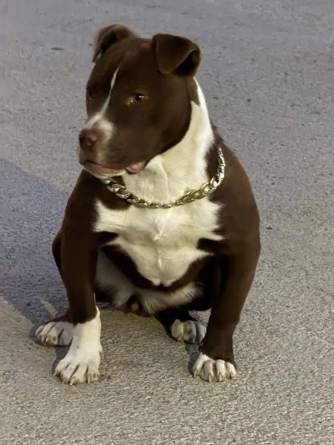 سگ پیتبول|سگ|بهار, |دیوار