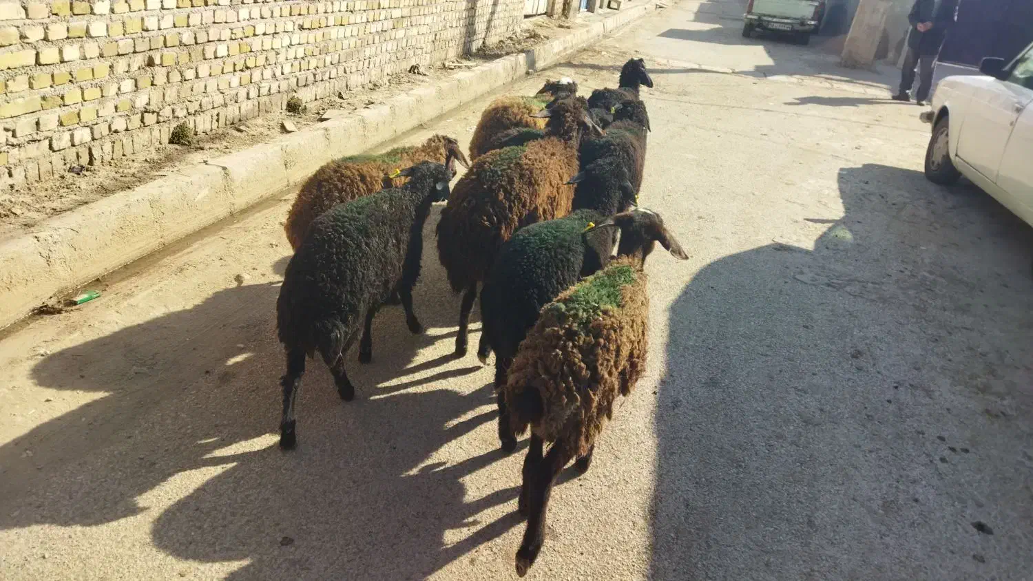 بره ماده سالم سلامت تضمینی|حیوانات مزرعه|قزوین, |دیوار