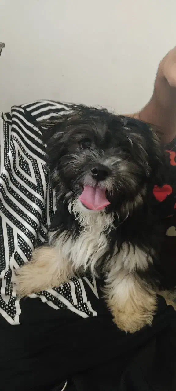 واگذاری شیتزو دوس داشتنی|سگ|آزادشهر, |دیوار