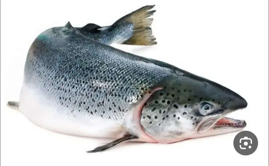 ماهی قزآلا|ماهی|مراغه, |دیوار