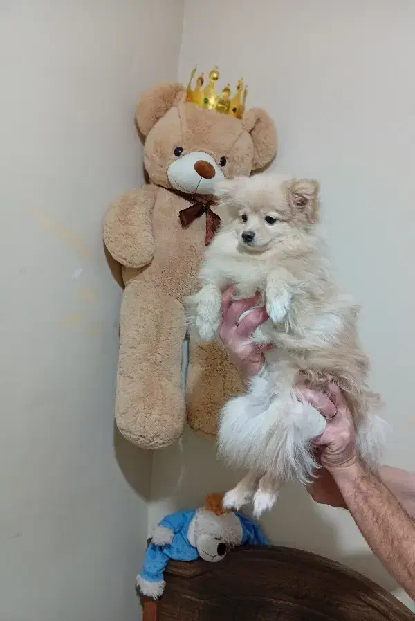 آقا چیکو پامر تربیت شده|سگ|تهران, شهرآرا|دیوار