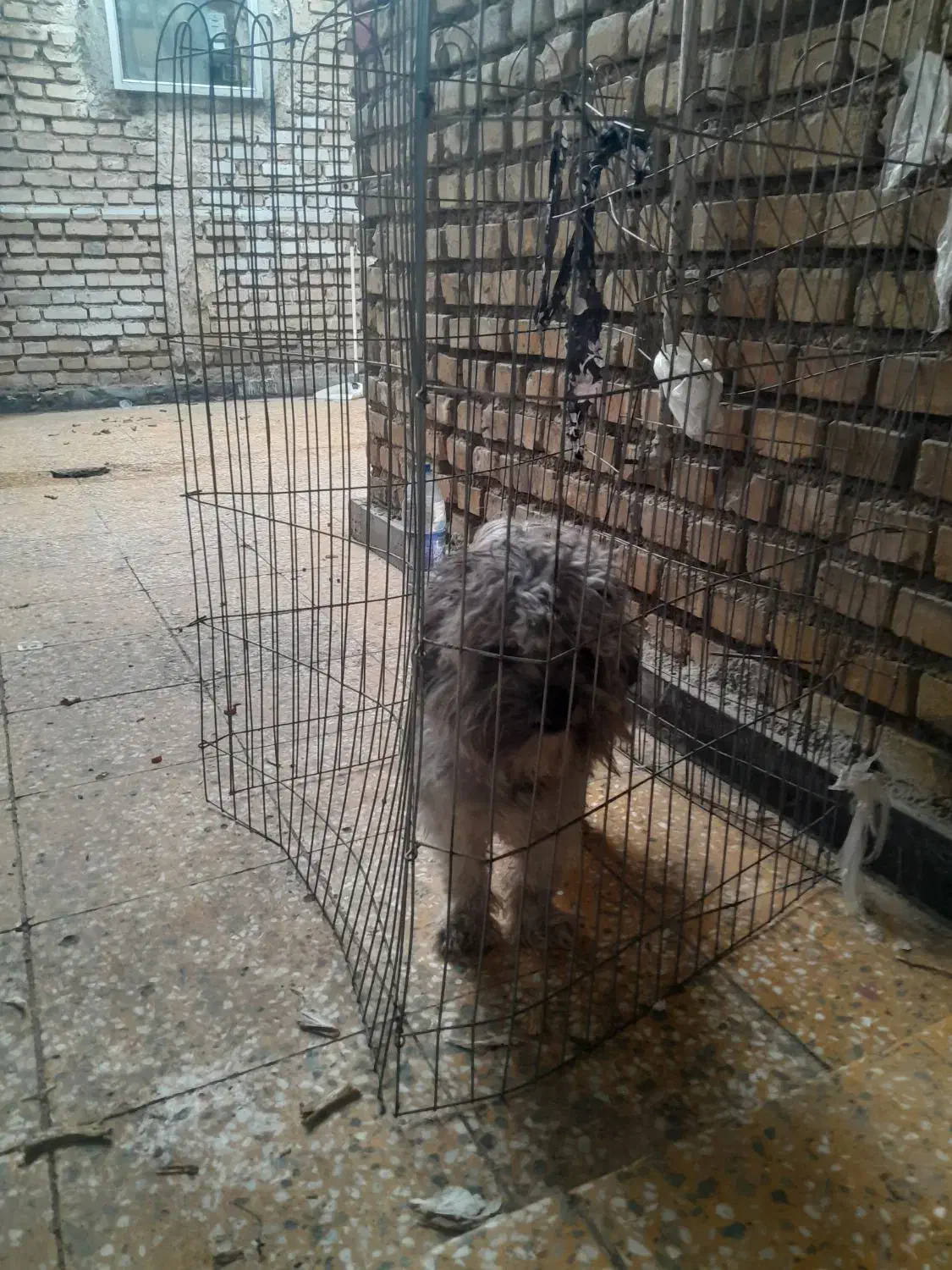 سگ شیتزو|سگ|امیدیه, |دیوار