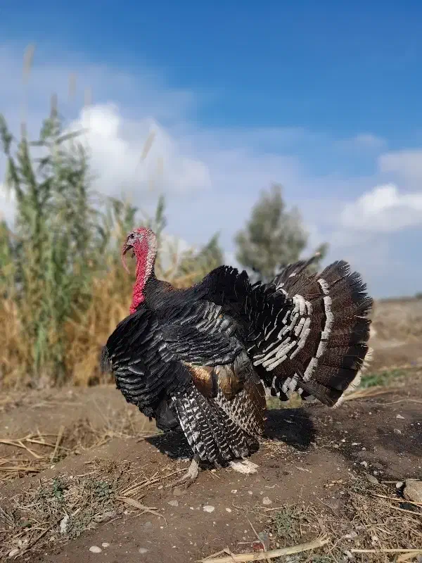 ۶ عدد بوقلمون برنز|حیوانات مزرعه|گنبد کاووس, |دیوار