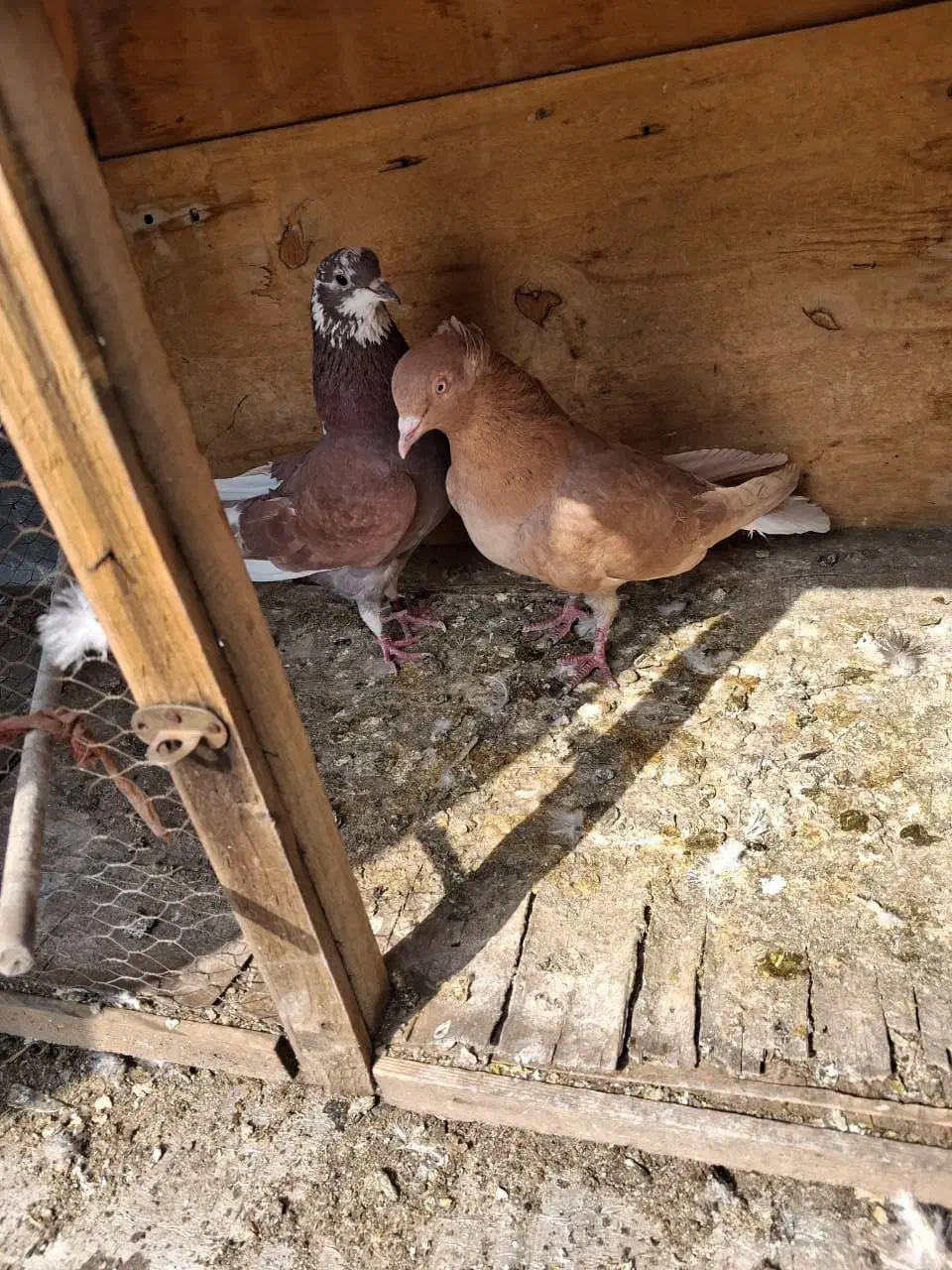 فروشی|پرنده|تهران, قیطریه|دیوار