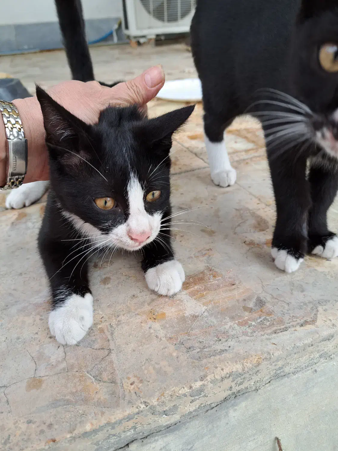 واگذاری گربه|گربه|بابلسر, |دیوار