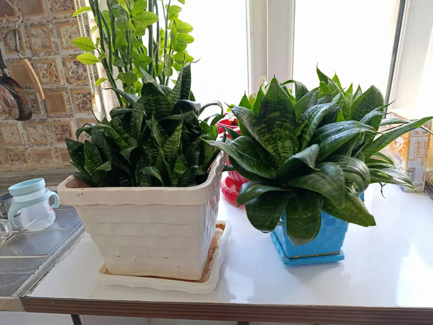 گل‌های آپارتمانی|گل و گیاه طبیعی|بهارستان, |دیوار