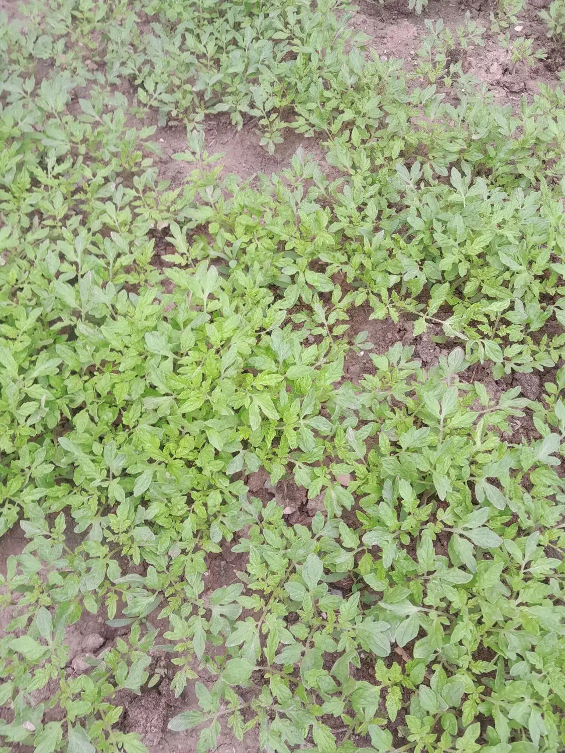 نهال گوجه|گل و گیاه طبیعی|آشخانه, |دیوار