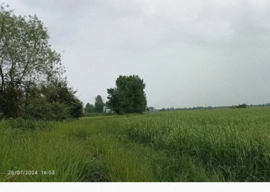 فروش زمین کشاورزی|اجارهٔ دفتر صنعتی، کشاورزی، تجاری|شفت, |دیوار