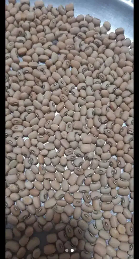 لوبیا محملی یا عربی 380کیلو دارم دره شهر هستم|خوردنی و آشامیدنی|دره شهر, |دیوار