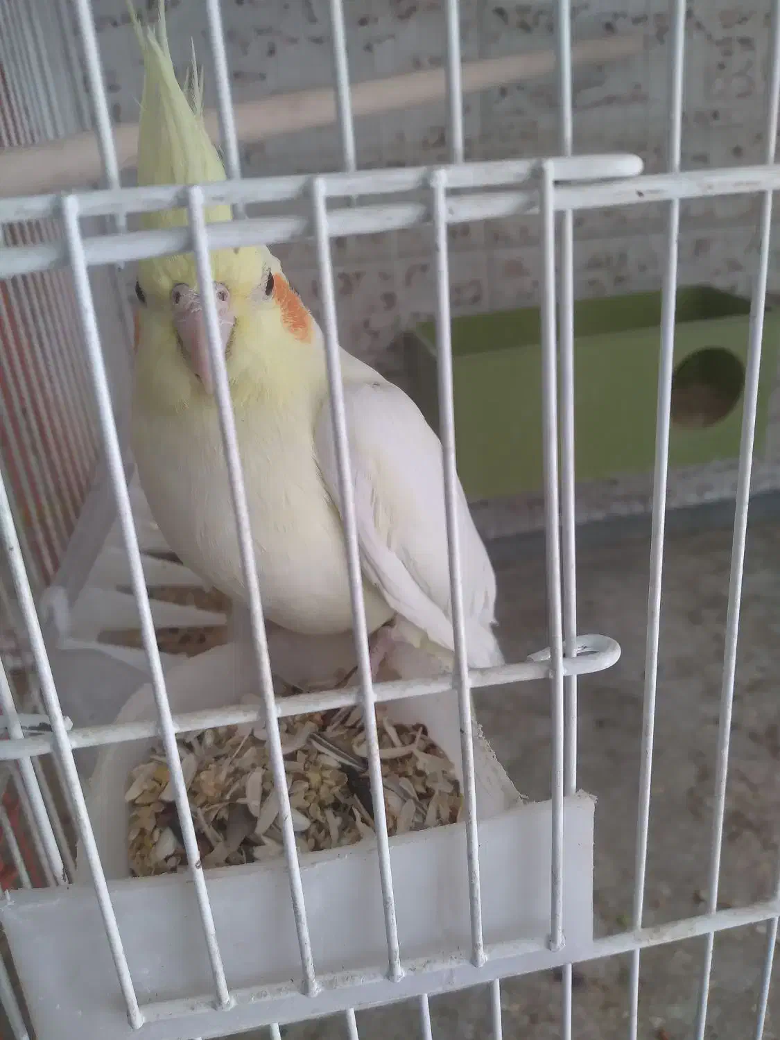 فروش فنج|پرنده|صدرا-فارس, فاز ۱|دیوار