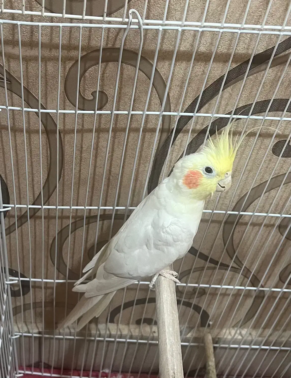 سرگرمی حیوانات|پرنده|اردبیل, |دیوار