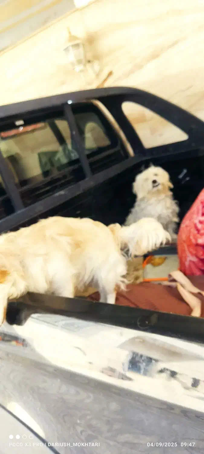 سگ پشمالو معاوضه با کفتر پلاکی|سگ|ارم, |دیوار