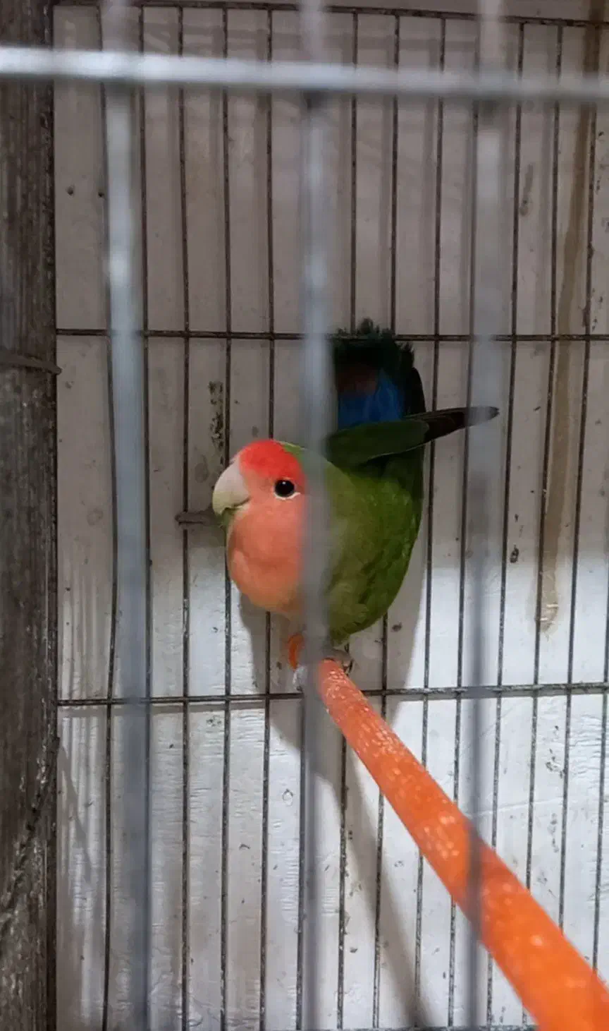 طوطی کوتوله|پرنده|مشگین شهر, |دیوار