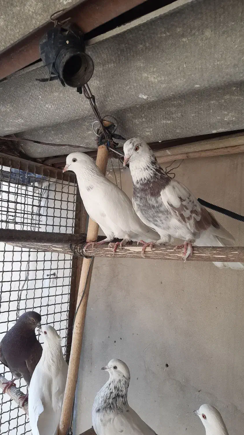 کفتر پرشی همه رنگ|پرنده|ری, علایین|دیوار