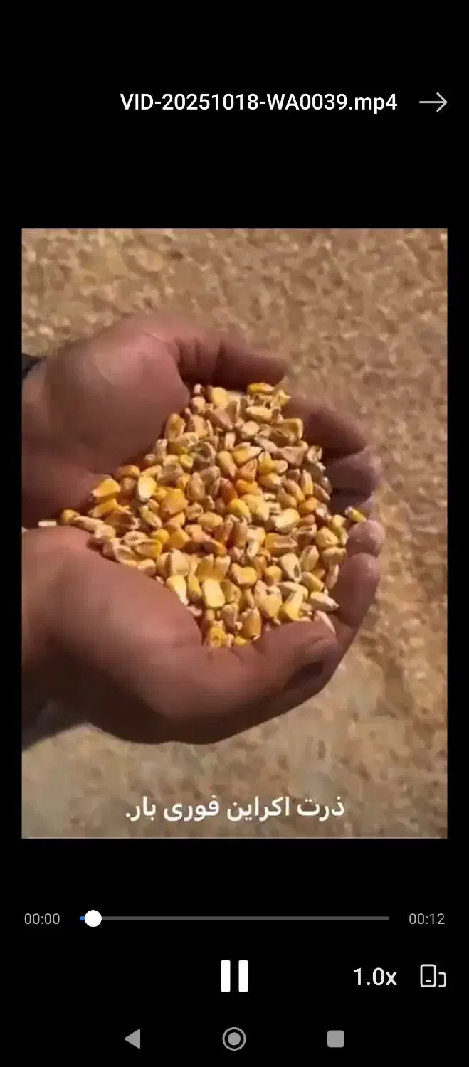 فروش ذرت دامی درجه یک برزیل ۴۰۰تن موجود|حیوانات مزرعه|تهران, جیحون|دیوار