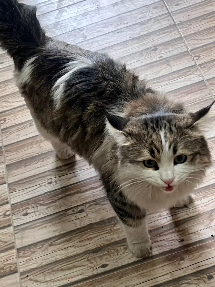 گربه گمشده منطقه رزمندگان|حیوانات|یزد, |دیوار