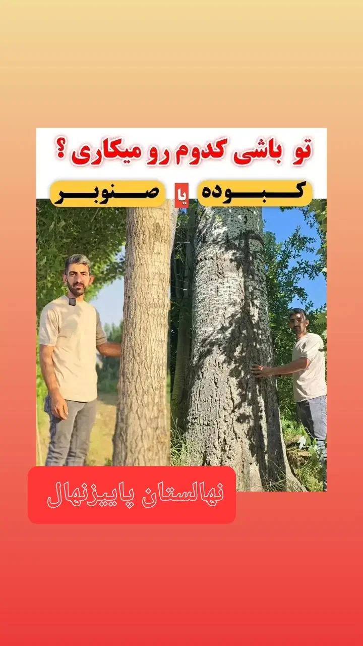 توزیع انواع نهال صنوبر سفید ترکیه، نگرا، کبوده و|خدمات باغبانی و درختکاری|شهرکرد, |دیوار
