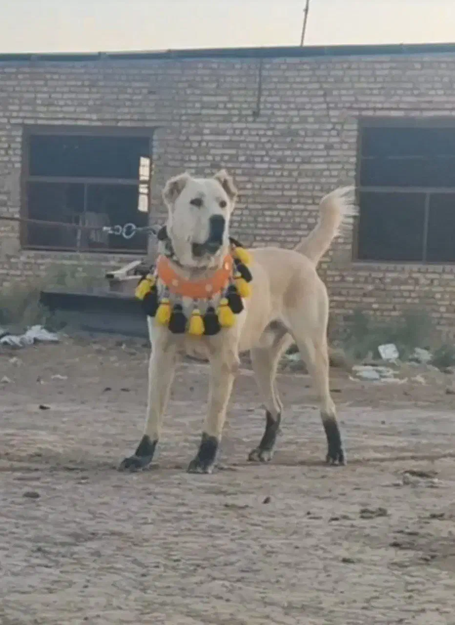 واگذاری سگ خراسانی|سگ|مشهد, مقدم|دیوار