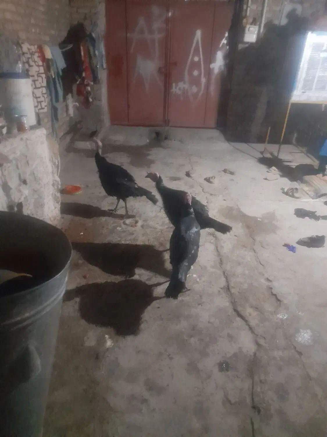 بوقلمو نرحراج فروش فوری|حیوانات مزرعه|هامون, |دیوار